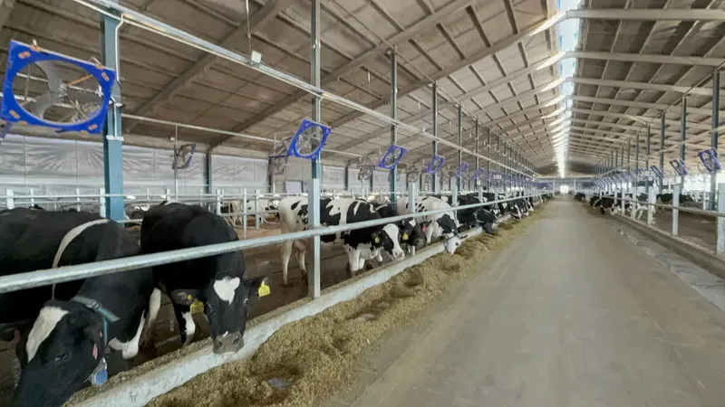 5. Cattle feed