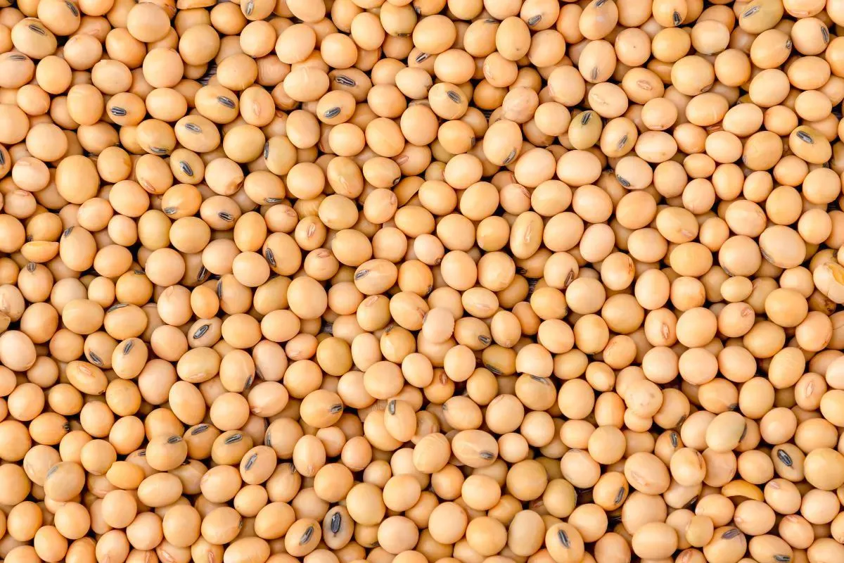 BellaEx oilseeds-flaking-mill section background