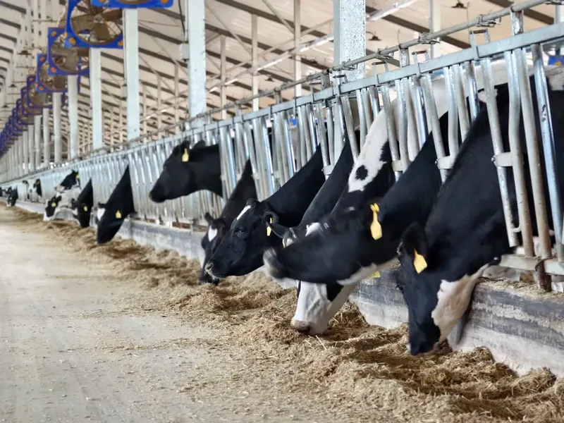 brasil cows
