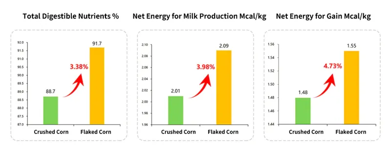 Compared with crushed corn, steam-flaked corn can improve the energy utilization rate of corn.