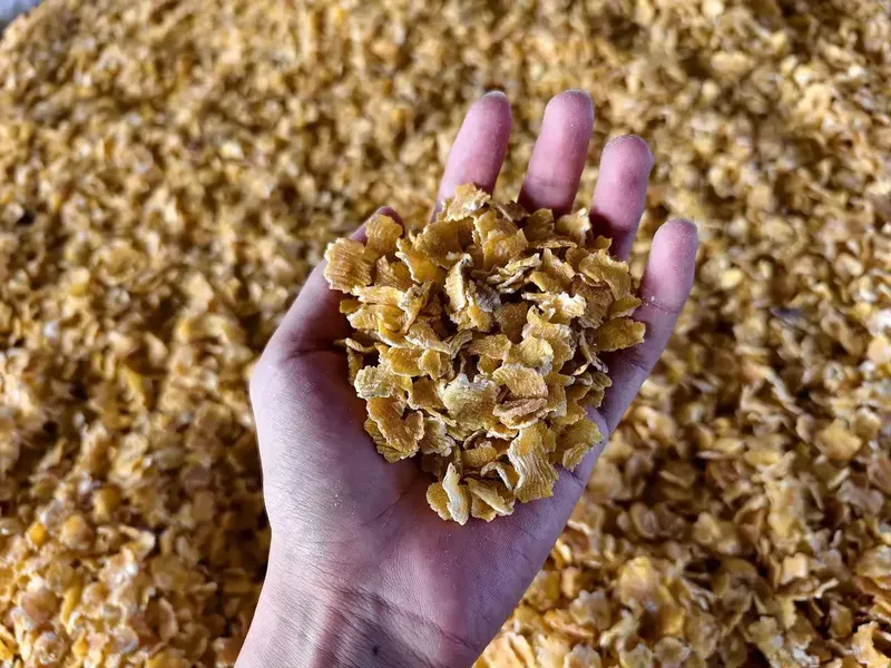 Steam-Flaked Corn Production Line for Ruminant Feed
